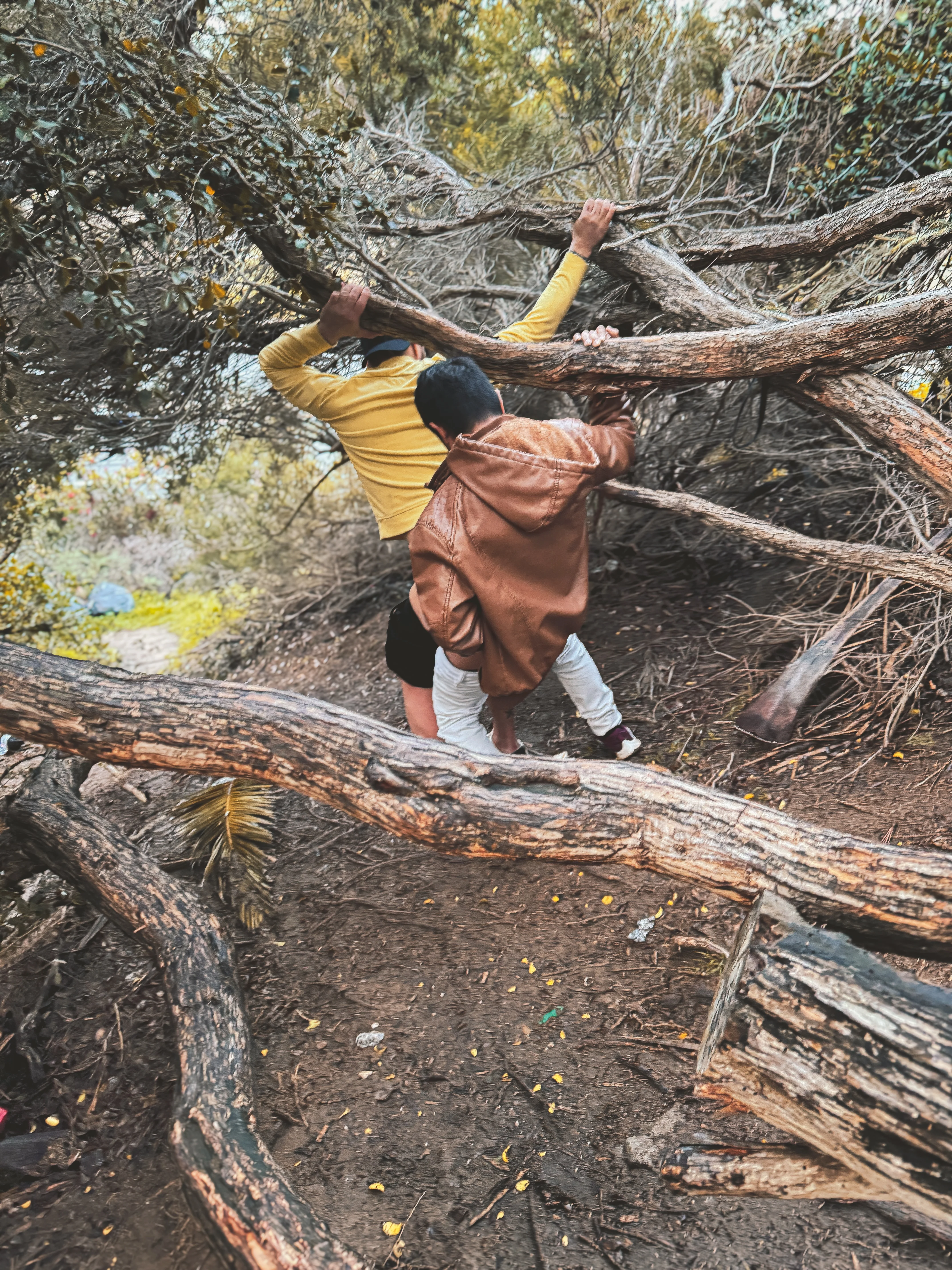 Daniel Case, Moving Branches, 2023
