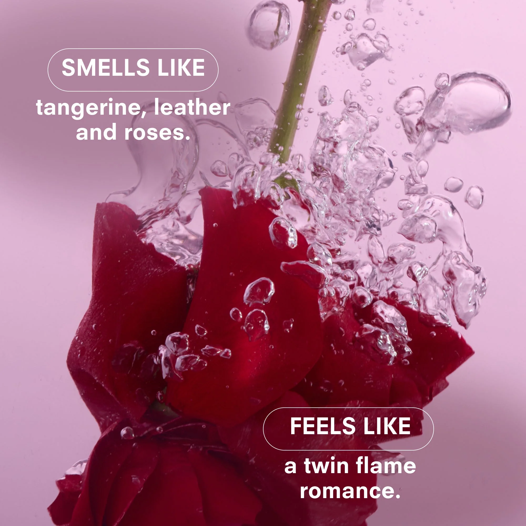 ROSALITA by BOY SMELLS - Image 3