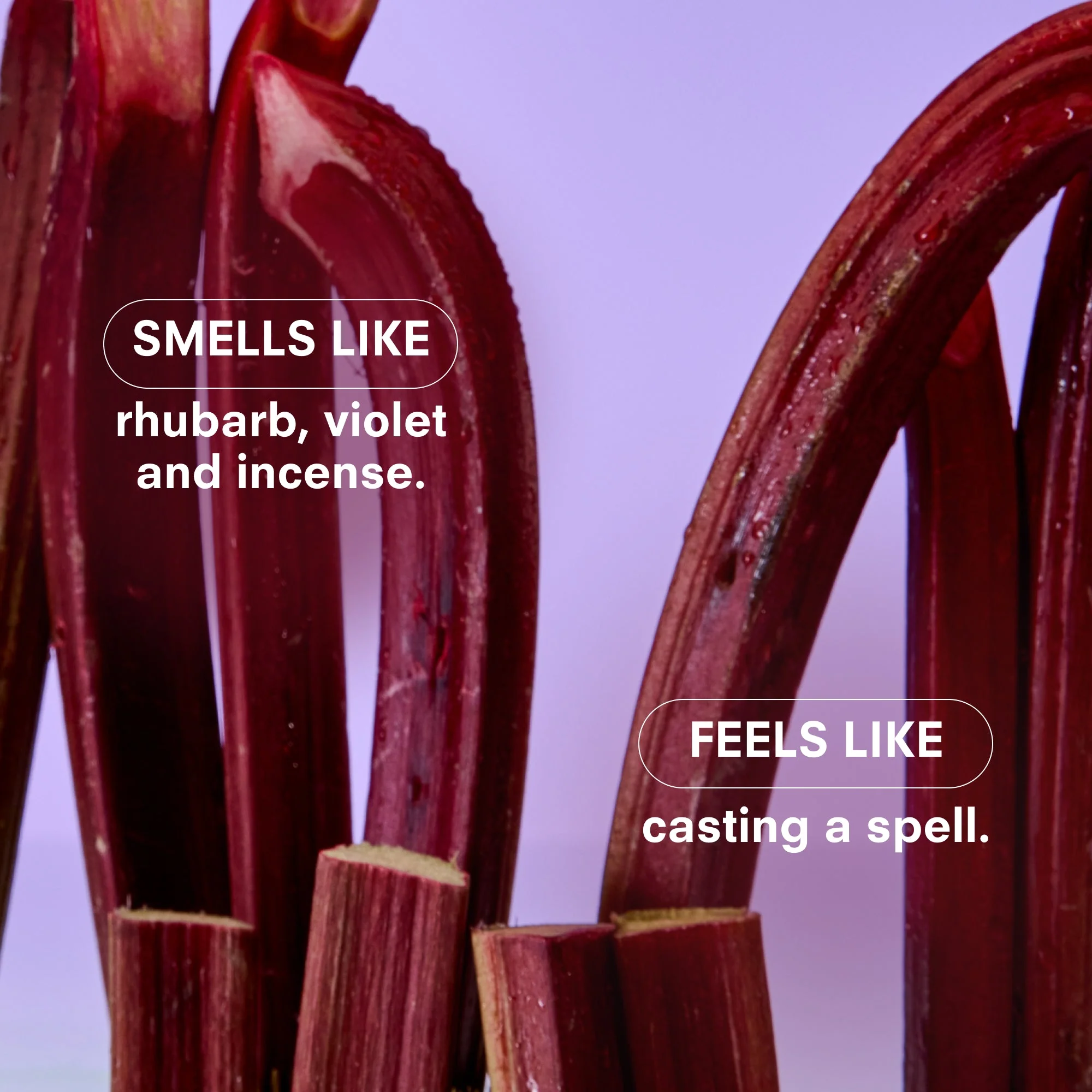 VIOLET ENDS by BOY SMELLS - Image 4